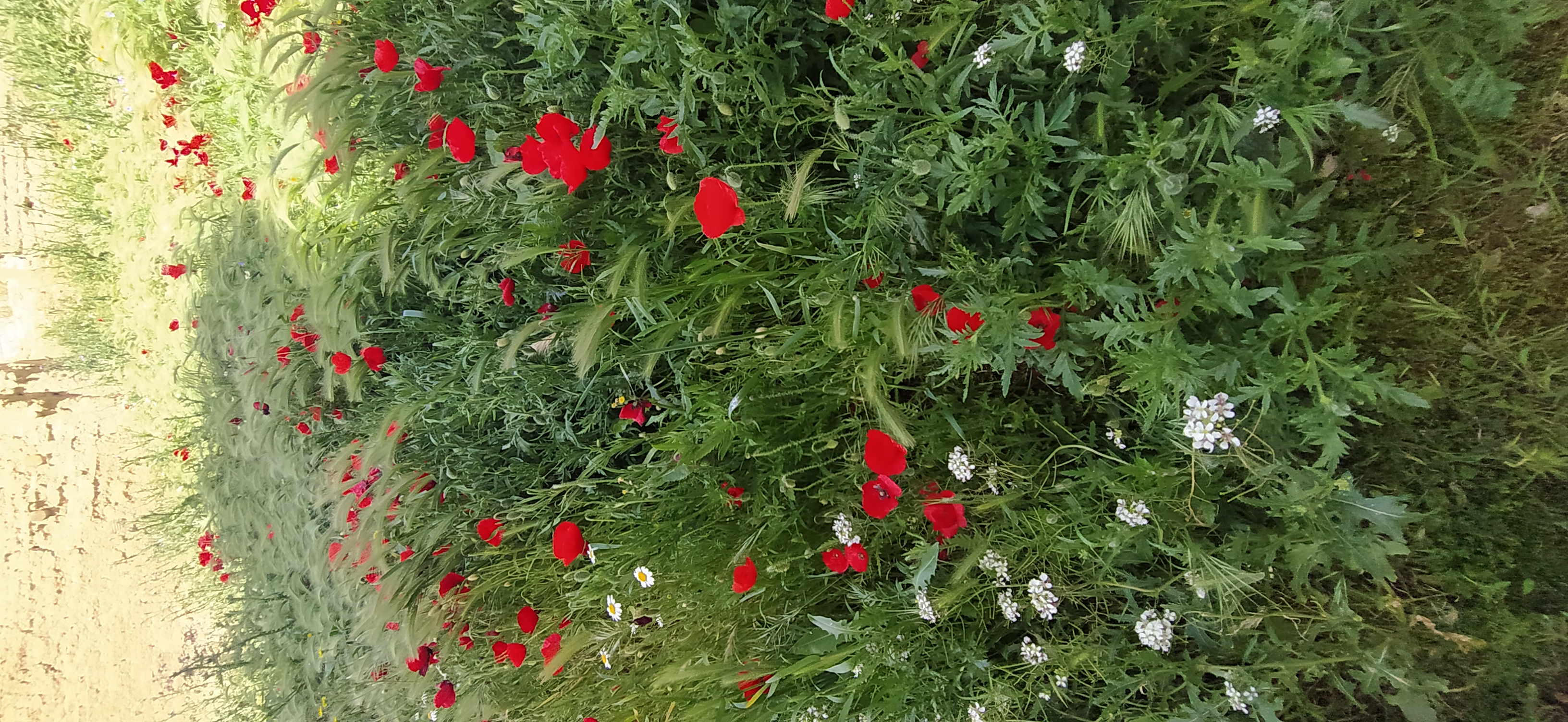 Gaztelako ehundurak 1